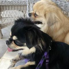 Tibetan Spaniels from Azamora Tibetan Spaniels