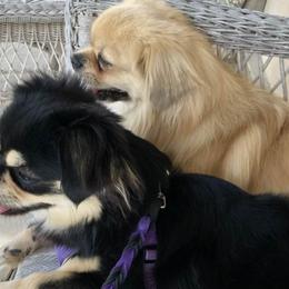 Tibetan Spaniels from Azamora Tibetan Spaniels