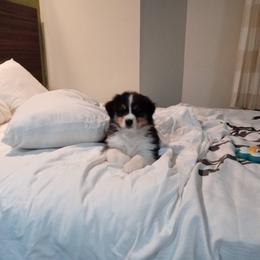 Australian Shepherd Puppies from Platinum Edition