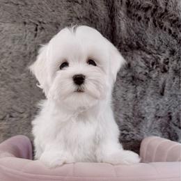 Camilla - White female Maltese puppy in Vinton, Louisiana from Dreams & Love Maltese