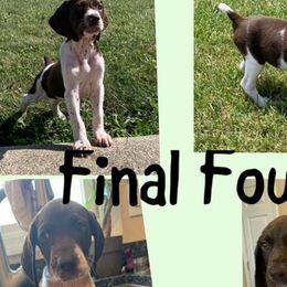 German Shorthaired Pointers from Breslin German Shorthaired Pointers