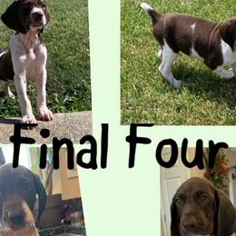 German Shorthaired Pointers from Breslin German Shorthaired Pointers
