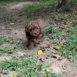 Iris - Brown and tan female Cockapoo puppy in Sunset, Louisiana from Cano Cockapoos