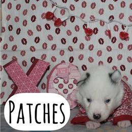 Patches - White male Pomsky puppy in Clarkston, Utah from Red Rock Ranch Breeders