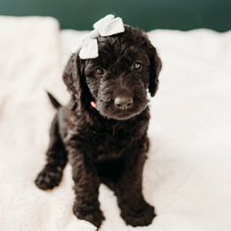 Peggy - Black female Labradoodle puppy in Orange, Virginia from Hillcrest Labradoodles