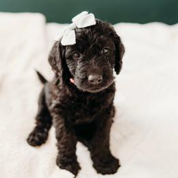Peggy - Black female Labradoodle puppy in Orange, Virginia from Hillcrest Labradoodles