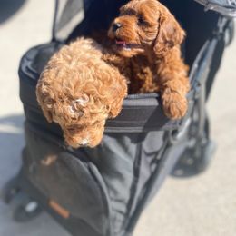 Goldendoodle Puppies from J&J Doodles