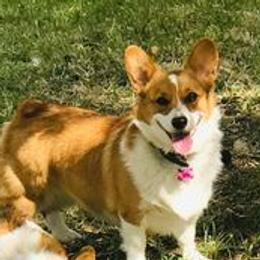 Ciera - Pembroke Welsh Corgi