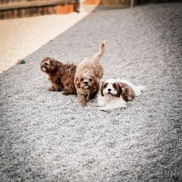 Cavapoo, Cavapoochon, and Companion Cross Puppies from Habibi Bears