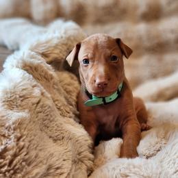 Yellow Boy - Red golden male Pharaoh Hound puppy in Snohomish, Washington from ACE Pharaoh Hounds