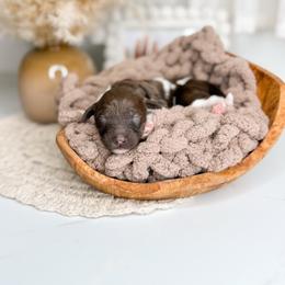 Cocoa - Parti female Goldendoodle puppy in Ooltewah, Tennessee from Allison Family Doodles