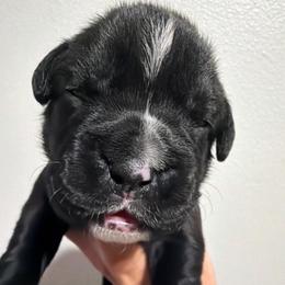 Seven - Brindle female Boxer puppy in Murrieta, California from Boxerpupziesrock