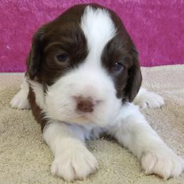 Holly - Liver and white female English Springer Spaniel puppy in North Carolina from Ebenezer Valley ESS