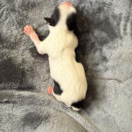 (Girl 1) - Black tan and white female Biewer Terrier puppy in Las Cruces, New Mexico from De La Rosa Biewers