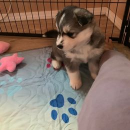 Siberian Husky Puppies from Canace Siberians