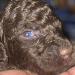 Slime - Chocolate Goldendoodle puppy in Morrow, Georgia from High Society Kennel