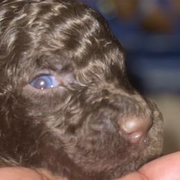 Slime - Chocolate Goldendoodle puppy in Morrow, Georgia from High Society Kennel