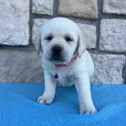 Sugar (Pink Collar) - Yellow female Labrador Retriever puppy in Mansfield, Missouri from Leadhill Labs
