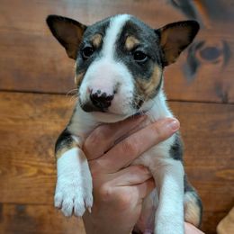 Swayze - Black tan and white male Miniature Bull Terrier puppy in London, Kentucky from Barton's Miniature Bull Terrier