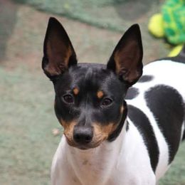 Marge - Rat Terrier