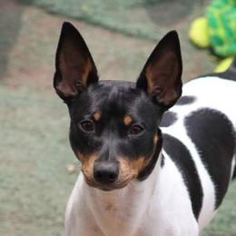 Marge - Rat Terrier
