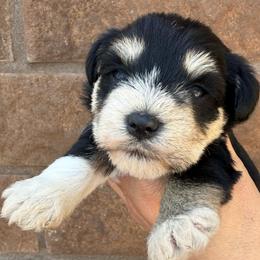 Girl 1 - Black and silver female Miniature Schnauzer puppy in Avondale, Arizona from Campos Schnauzers