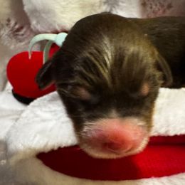 Adele - Tri-color female Bernedoodle puppy in Gilbert, Arizona from The Berne Barn... it’s a Doodle thing!