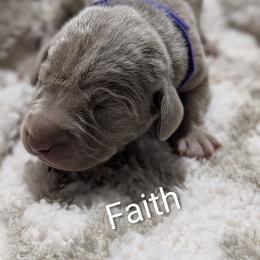 Faith - Silver gray female Weimaraner puppy in Evart, Michigan from Drehbar Weimaraners