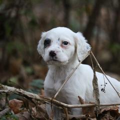 Border Collie, English Setter, and Miniature American Shepherd Puppies from First Harmony Farms