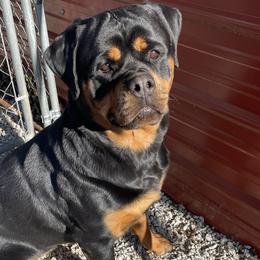 Nala - Rottweiler