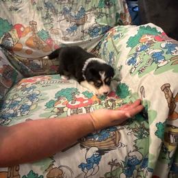 Girl 4 - Tri-color female Border Collie puppy in Defuniak Springs, Florida from Blue Cypress Stock dogs