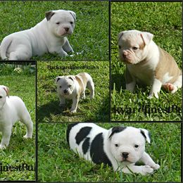 American Bulldog and French Bulldog Puppies from BackyardfinestBullys