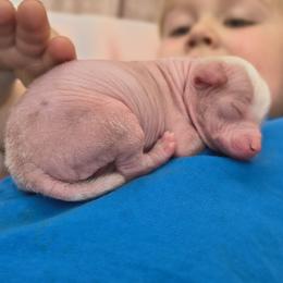 Joy - White male Chinese Crested puppy in Frederick, Maryland from Lovable Cresteds