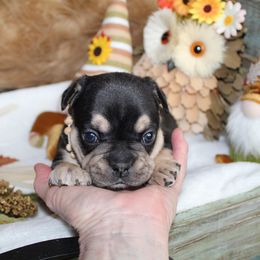 Bulldog and French Bulldog Puppies from Over the Mhoon Bullies & Royal Frenchies