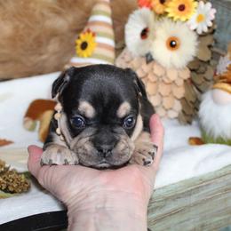 Bulldog and French Bulldog Puppies from Over the Mhoon Bullies & Royal Frenchies