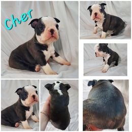 Boston Terrier and French Bulldog Puppies from Tiffany Pohl's Boston Terriers & French Bulldogs
