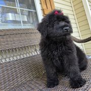 AKC Bri - Black Bouvier des Flandres puppy in Marionville, Missouri from Sandbox Puppies
