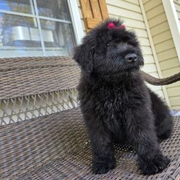 AKC Bri - Black Bouvier des Flandres puppy in Marionville, Missouri from Sandbox Puppies