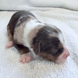 Miniature Australian Shepherd Puppies from Aussie Gems