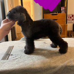 Bedlington Terrier and Great Dane Puppies from Cloud9 Bedlingtons and Argos Danes