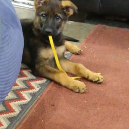 German Shepherd Puppies from Rammstein Kennels