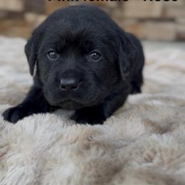 Girl 3 - Black female Labrador Retriever puppy in Chapel Hill, Tennessee from Pure Heaven Labs