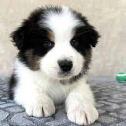 Squee - Black tri-color male Australian Shepherd puppy in Golden Valley, Arizona from Desert Wind Kennels