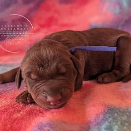 Blue Collar Male Amethyst and Sage - Red and rust male Doberman Pinscher puppy in Spencer, Indiana from Jackson's Dobermans
