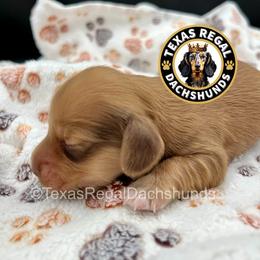 Finn - Cream male Dachshund puppy in Houston, Texas from Texas Regal Dachshunds LLC