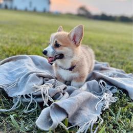 Lulu's Purple Girl - Red female Pembroke Welsh Corgi puppy in Vilonia, Arkansas from Lucky Pups Corgis