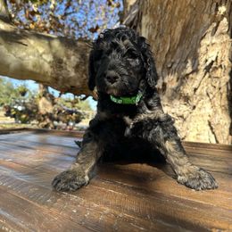 PALI - Phantom male Goldendoodle puppy in Fruitland Park, Florida from Mount Doodles