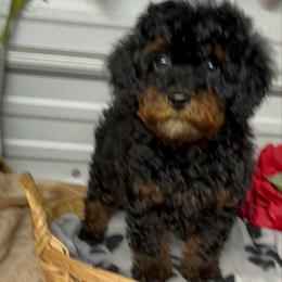 AKC Boon - Phantom male Poodle puppy in Elgin, South Carolina from Silver Bells Paw Prints