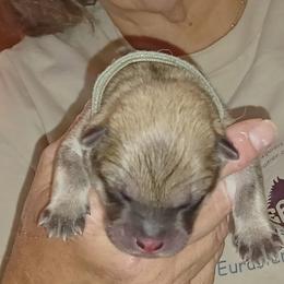 Light Blue Collar - Fawn female Eurasier puppy in Lakewood, Ohio from Exquisite Eurasier