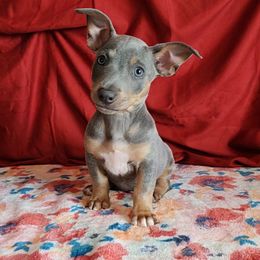 Odin - Blue and white male Teddy Roosevelt Terrier puppy in Claremore, Oklahoma from Travelin' Man Terriers